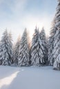 Breathtaking winter fairy tale in the surroundings of Lys mountains, Beskydy mountains, Czech Republic. The morning sun