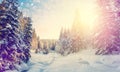 Breathtaking Winter Landscape. Sunlight sparkling in the snow. Christmas Scene with Falling snow. Holiday winter landscape