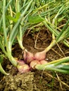 Brebes shallots ready to harvest