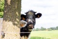 Brecht, Belgium - September 26 2021: A black and white cow standing next to a tree and in a meadow or grass field and behind a Royalty Free Stock Photo
