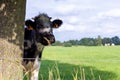 Brecht, Belgium - September 26 2021: A close up portrait of a black and white cow standing next to a tree in a field or meadow and Royalty Free Stock Photo