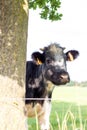 Brecht, Belgium - September 26 2021: Closeup of a black and white cow standing next to a tree in a meadow or grass field and is Royalty Free Stock Photo