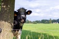 Brecht, Belgium - September 26 2021: A portrait of a black and white cow standing next to a tree in a field or meadow and looking Royalty Free Stock Photo