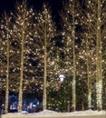 Trees at night in the winter with holiday lighting.