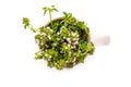 Breckland thyme in cup from above.