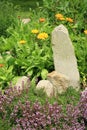 Breckland thyme. Garden design. Royalty Free Stock Photo