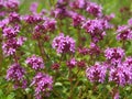 Breckland thyme Royalty Free Stock Photo