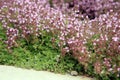 Breckland thyme