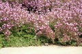 Breckland thyme