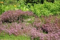 Breckland thyme