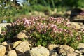 Breckland thyme, wild thyme on the stone wall. Royalty Free Stock Photo