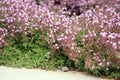 Breckland thyme, wild thyme on the stone wall. Royalty Free Stock Photo