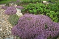 Breckland thyme, wild thyme on the stone wall. Royalty Free Stock Photo