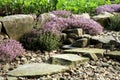 Breckland thyme, wild thyme on the stone wall. Royalty Free Stock Photo