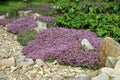 Breckland thyme, wild thyme on the stone wall. Royalty Free Stock Photo