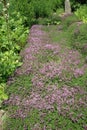 Breckland thyme, wild thyme