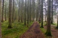 Brecon Beacon National Park forrest