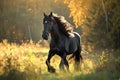 Hackney Horse - England Royalty Free Stock Photo