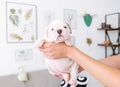 The bredeer holds a small white puppy of a bulldog in hands Royalty Free Stock Photo