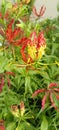 breech flower or gloriosa superba or climbing lily Royalty Free Stock Photo