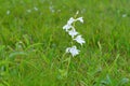 Breeches Eria, Conchidium braccatum at Satara