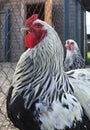 Breed Brama is decorative breeds of chickens Royalty Free Stock Photo