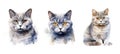 breed british shorthair cat ai generated watercolor