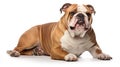 breed bulldog on white