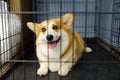 Breed corgi dog waiting of examination in vet clinic. Pet health. Care animal. Hotels for animals, overexposure. Lost pets in a