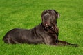 Breed dog Neapolitan Mastiff