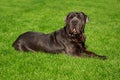 Breed dog Neapolitan Mastiff