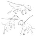 Pit Bull Terrier with a collar. Dog on a leash. Outlines illustration. Vector illustration on a white background. Royalty Free Stock Photo