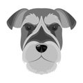 A breed of a dog, a risen schnauzer.Risen Schnauzer Muzzle single icon in monochrome style vector symbol stock