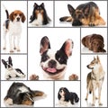 Breed dogs collage Royalty Free Stock Photo