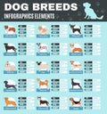 Breed Dogs Infographics