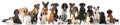 Breed dogs Royalty Free Stock Photo