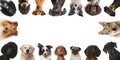 Breed dogs Royalty Free Stock Photo