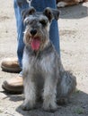 Schnauzer, the most friendly, loyal and cute dog