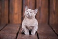 Breed of European Burmese cat, gray, sitting on a brown wooden background