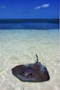 Breed fish the blue lagoon relax of isla contoy mexico Royalty Free Stock Photo