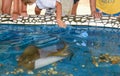 Breed fish on Project Tamar tank at Praia do Forte, Brazil