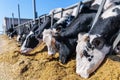 breed of hornless dairy cows eating silos fodder in cowshed farm