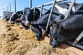 breed of hornless dairy cows eating silos fodder in cowshed farm somewhere in central Ukraine, agriculture industry, farming and Royalty Free Stock Photo