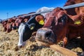 breed of hornless dairy cows eating silos fodder in cowshed farm somewhere in central Ukraine, agriculture industry, farming and Royalty Free Stock Photo