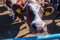 breed of hornless dairy cows in cowshed farm somewhere in central Ukraine, agriculture industry, farming and animal husbandry con Royalty Free Stock Photo