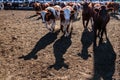 breed of hornless dairy cows in cowshed farm somewhere in central Ukraine, agriculture industry, farming and animal husbandry con Royalty Free Stock Photo