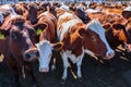 breed of hornless dairy cows eating silos fodder in cowshed farm somewhere in central Ukraine, agriculture industry, farming and Royalty Free Stock Photo