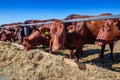 breed of hornless dairy cows eating silos fodder in cowshed farm somewhere in central Ukraine, agriculture industry, farming and Royalty Free Stock Photo