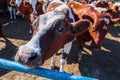 breed of hornless dairy cows eating silos fodder in cowshed farm somewhere in central Ukraine, agriculture industry, farming and Royalty Free Stock Photo