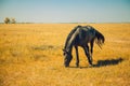 Breed horse farm, equestrian herd Royalty Free Stock Photo